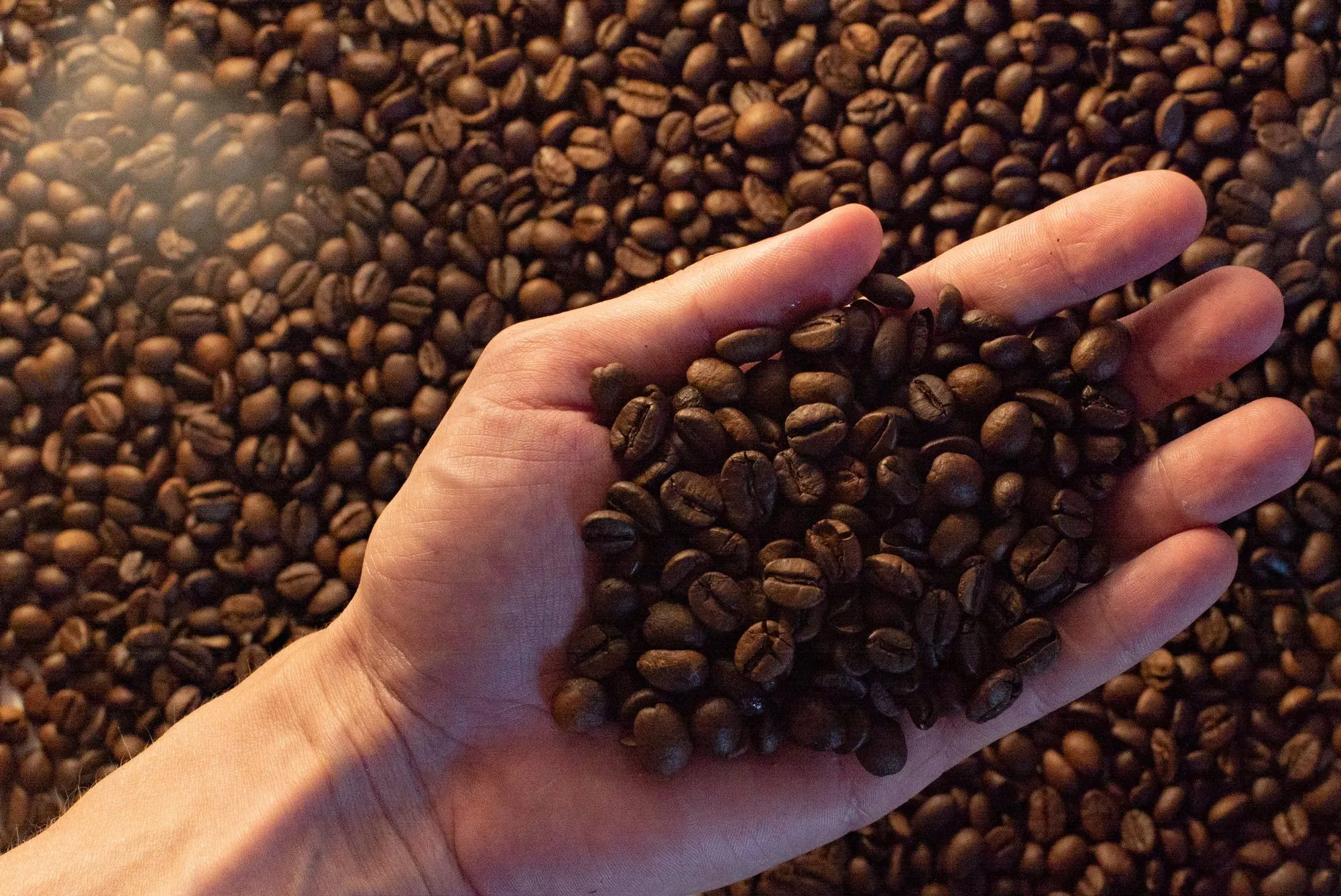 Una mano piena di chicchi di caffè